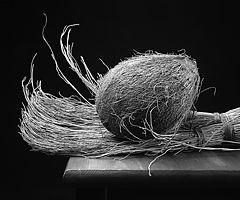 photo "Dry Brush"