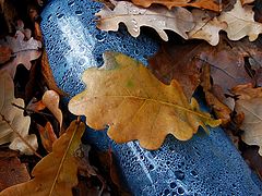 photo "Blue bottle"