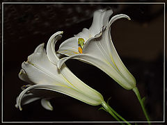 photo "Two..."