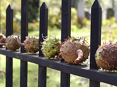 фото "Chesnuts"