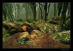 фото "Magic Forest"