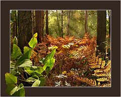 photo "Solar glade"