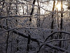 фото "В лесу..."