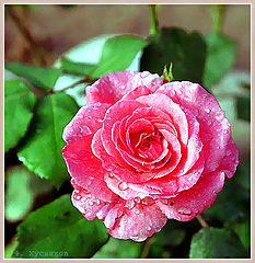 photo "I congratulate all Tatyanas!"