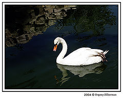 фото "Swan"