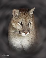 photo "Portrait John"