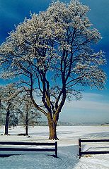 photo "Winter"