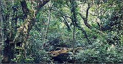photo "Belkiny the Jungle (look notes)"