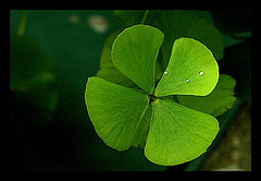 photo "seed-pearls in four-leaf clover"