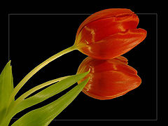 photo "Tulpen"