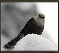 photo "My Cover is Blown"