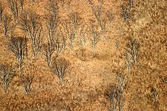 фото "Лес"