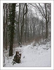 photo "Winter Forest"