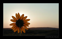 photo "Sunrise"