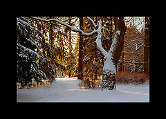 фото "Зимний лес"