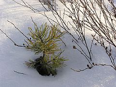 фото "a little tree"