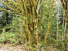 photo "Monster Moss"