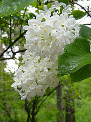 photo "White flight"