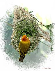 photo "Birds Nest"