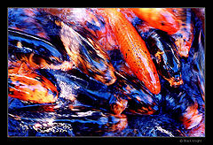 photo "Surviving"