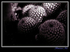 фото "Touch me."