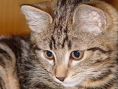 фото "котенок"