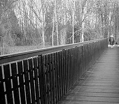 photo "The Dog And The Bridge"