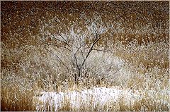 фото ""Frosted"."