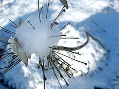 photo "A Winter`s Tragedy 2"