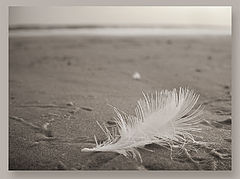 фото "vestige"