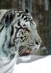 photo "White Tiger"
