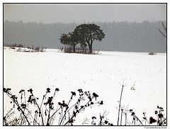 photo "Lonely trees among the big field"