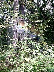 photo "Rainbow in bushes"