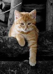 фото "His Name is "Mimo""