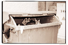 photo "Here we live.."