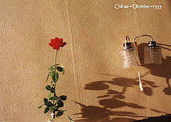 photo "Rosa"