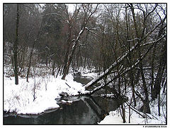 photo "The river in a wood ( February)"