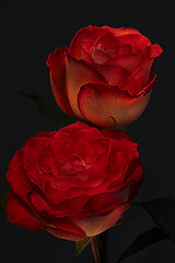 фото "Desert Roses"