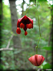 photo "Jeweller ornament by nature"