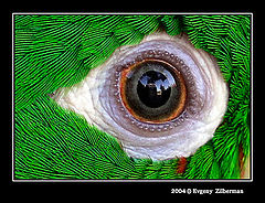 фото "Eye"