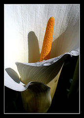 photo "arum lily"