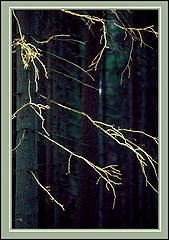 фото "the final sunbeam"