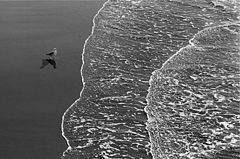 photo "The seagull & the sea"