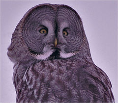 фото "Strix nebulosa"