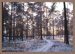 photo "Laces from the sun in pine branches"