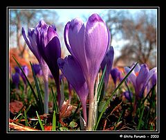фото "Brinduse 1"