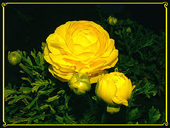 photo "Color of Parting?..."
