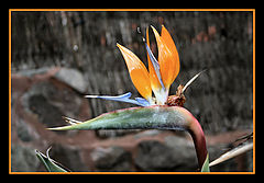photo "Strelizie"