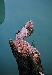 фото "A Heart Of The Tree"