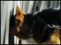 фото "chat"